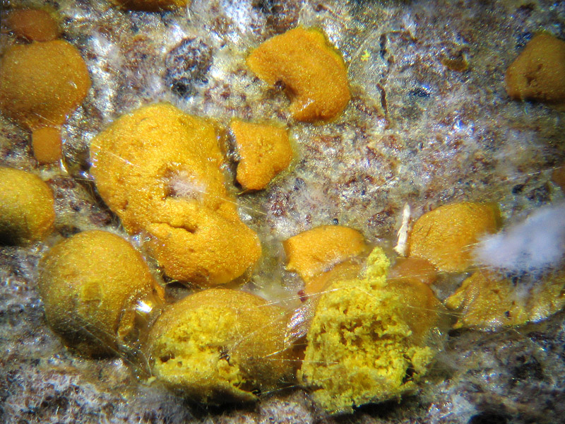 Trichia sp. e non solo...